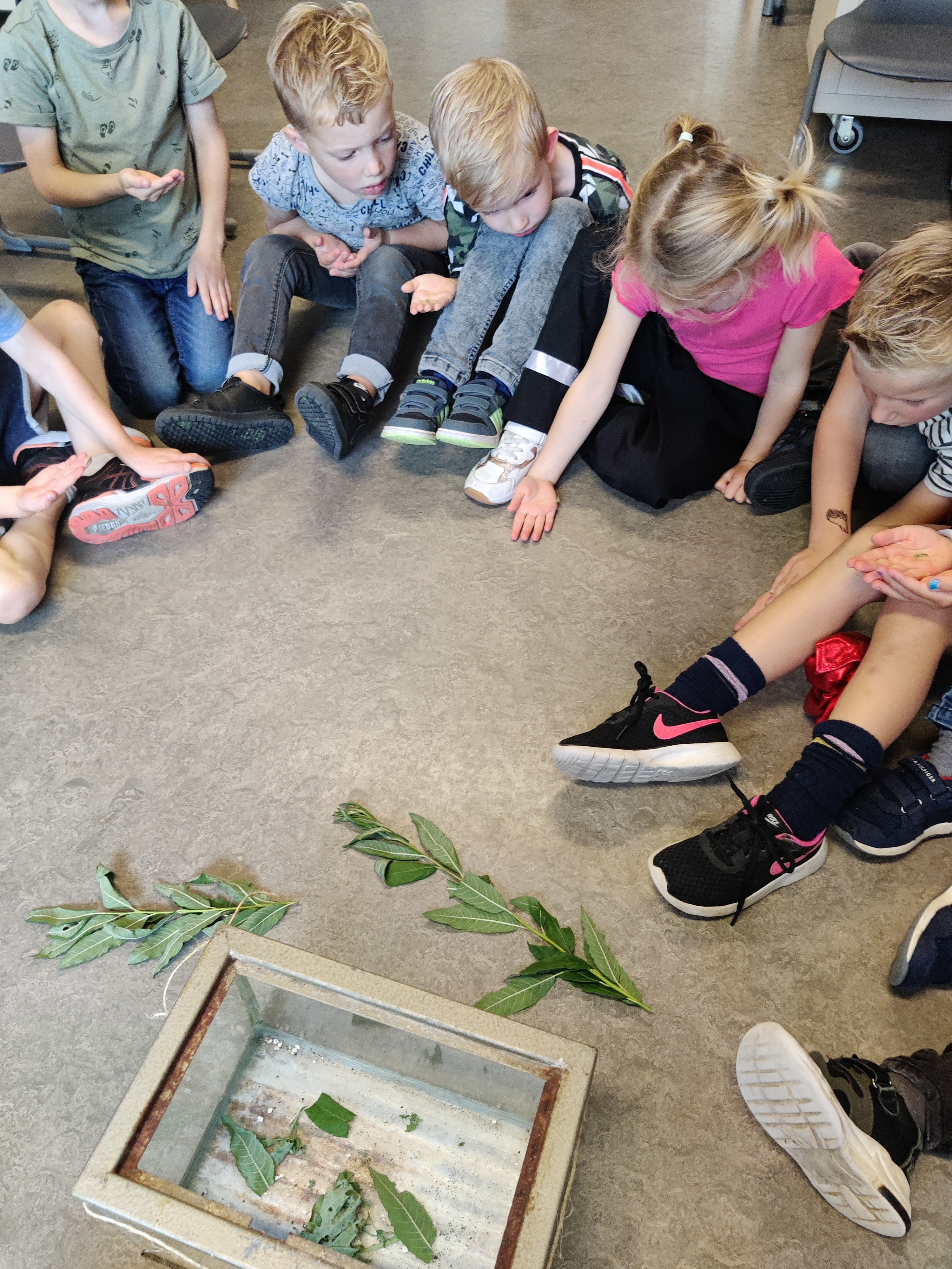 Van rups naar vlinder